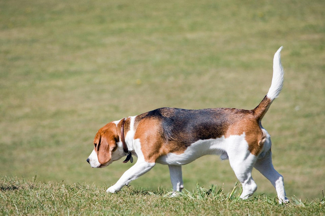 Beagle Breed Guide