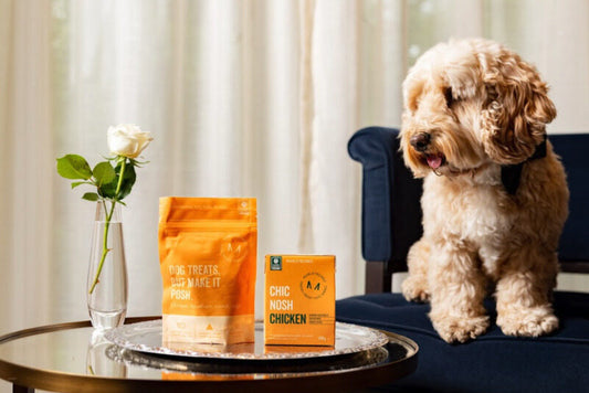 Paws-itively Pampered! Kimpton Fitzroy London Unveils New Gourmet Experience for Furry Guests