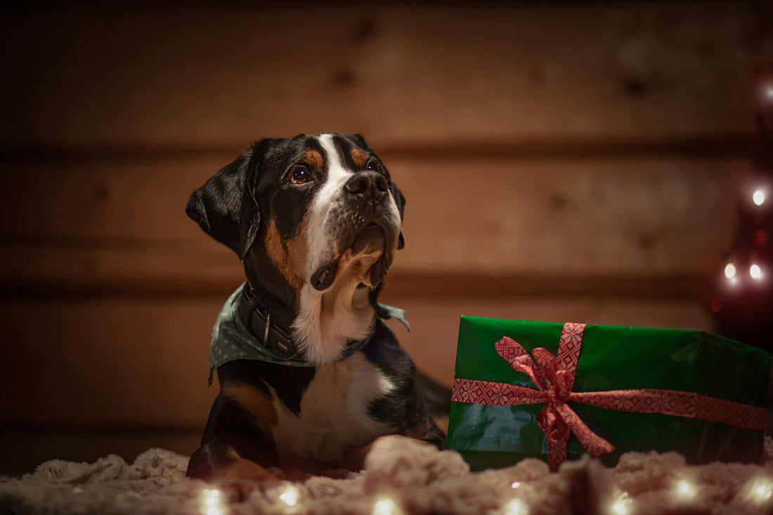 Should You Give a Dog as a Gift?