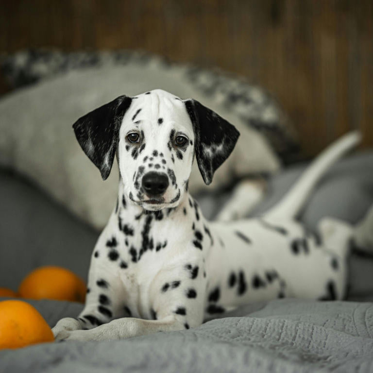 The Role of Vitamin C in Your Dog’s Health