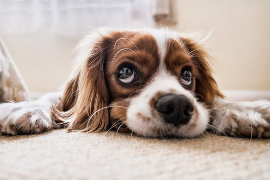 Understanding Your Pup’s Sudden Bursts of Energy