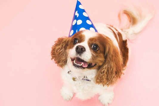 How to Throw the Ultimate Doggie Birthday Party