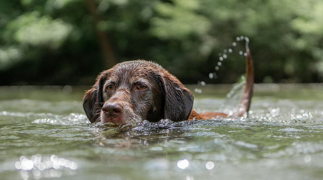 Teaching Your Dog to Swim