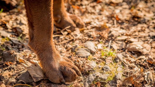 Dog walkers being asked to clean up their act at popular Loch Alsh woodland walk