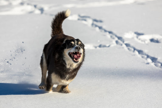 How to Keep Your Dog Safe and Comfortable During Winter