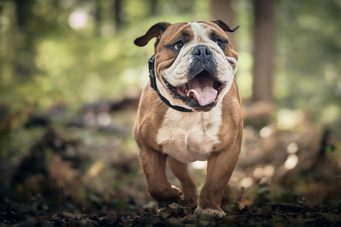 Why Positive Training Methods Matter: Building a Successful Dog Business with Kindness