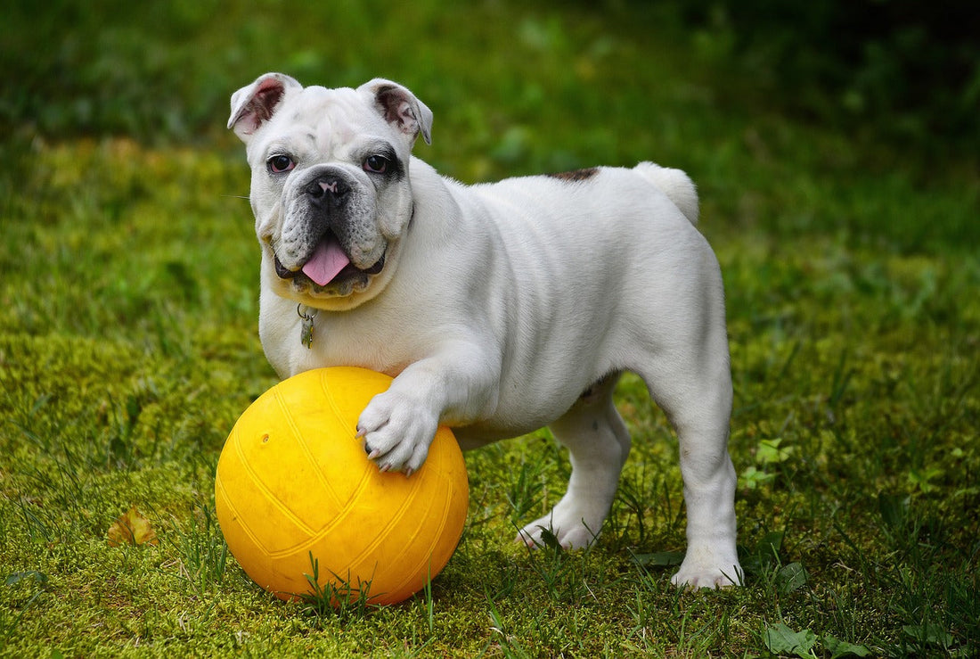 Fun Activities to Keep Your Pup Happy and Active