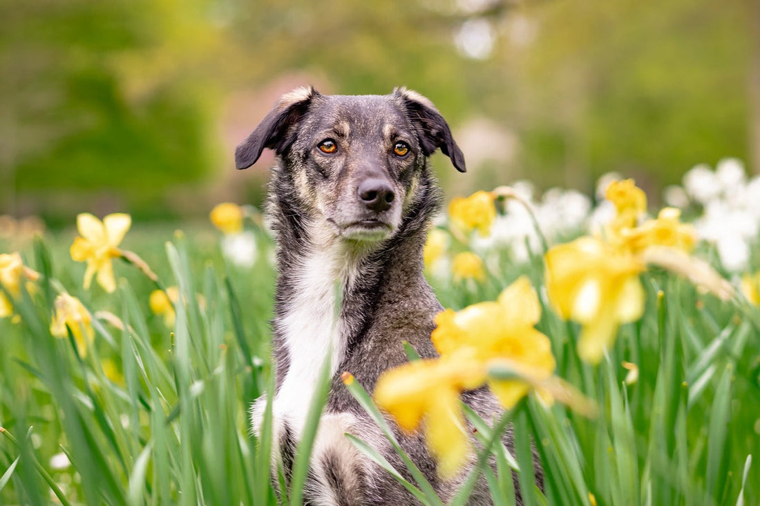 Poisonous Plants for Dogs: Essential Safety Guide for Dog Owners
