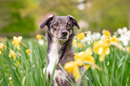 Poisonous Plants for Dogs: Essential Safety Guide for Dog Owners