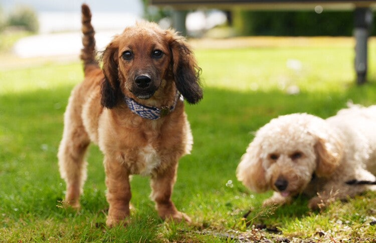 Hotel Team Prove Anything Is Paw-sible by Learning Dog First Aid