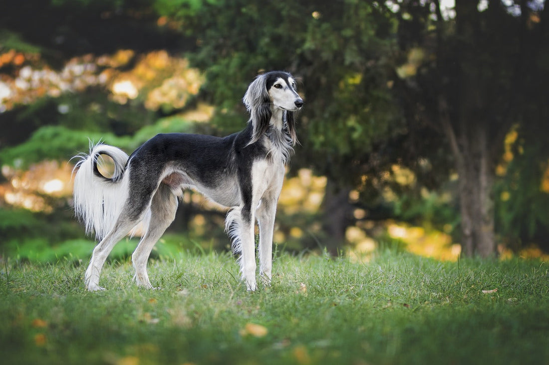 Understanding Dog Body Language: Key Signs Every Dog Owner Should Know