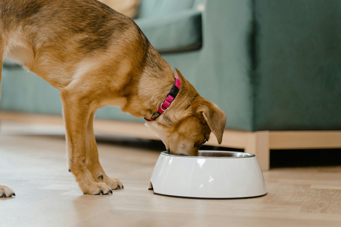 Why Superfoods Are Essential for Your Dog’s Diet