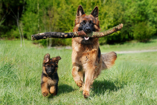 Fun and Engaging Activities to Strengthen Your Bond with Your Dog