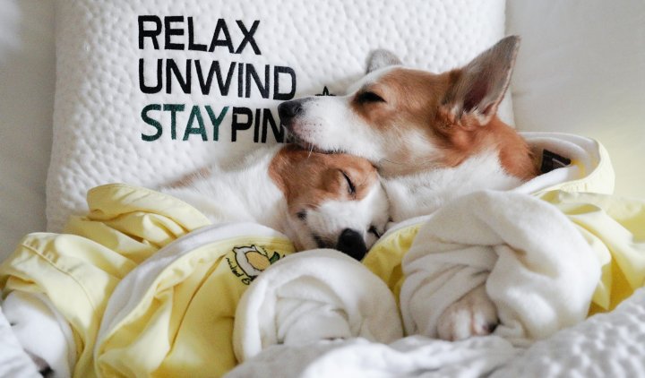 Staypineapple now offering dog wedding package at hotels nationwide