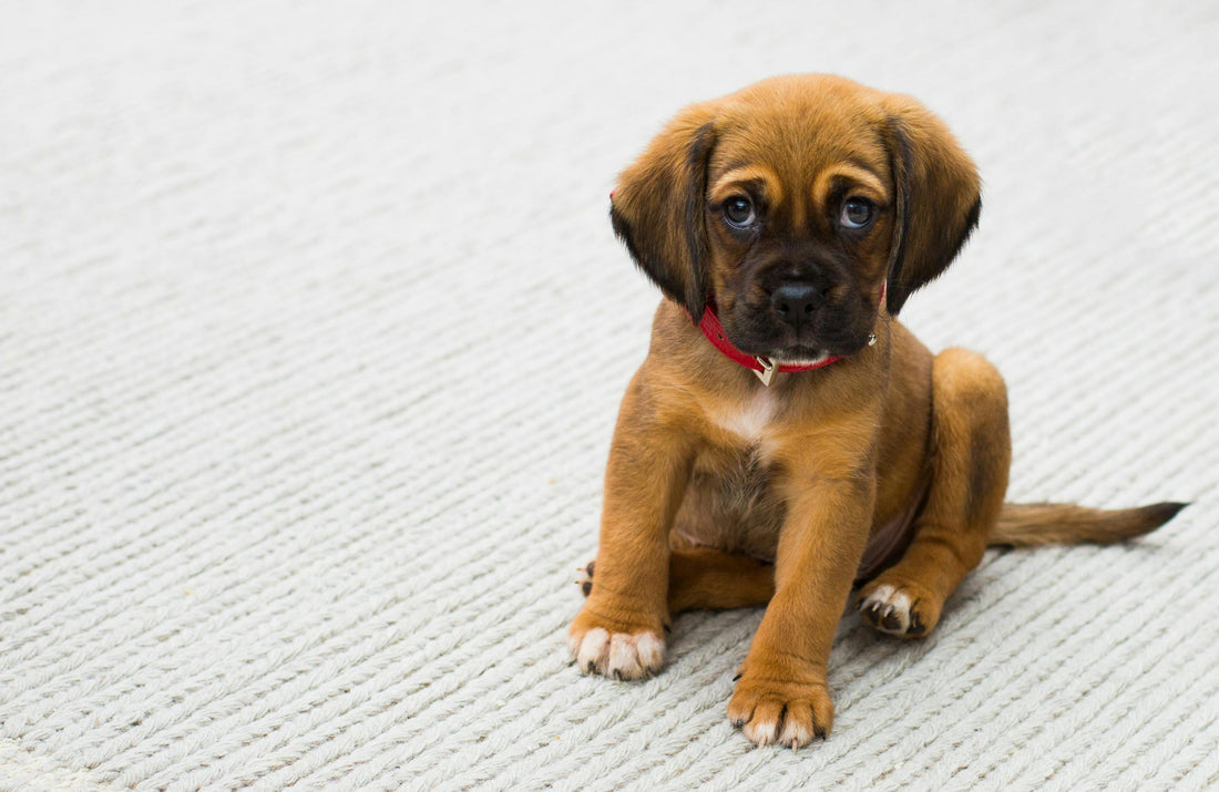 First Night With a Puppy: Dos and Don’ts for a Happy Homecoming
