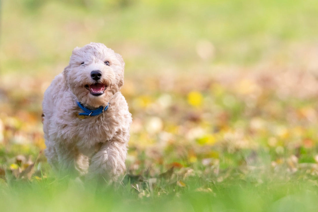 How to Keep Your Dog Cool in the Summer