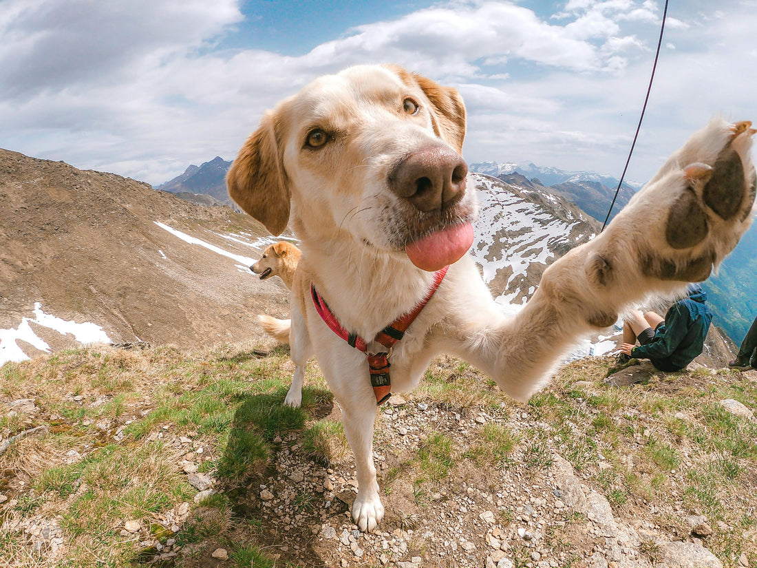 The Only Thing Better Than a Holiday? A Holiday With Your Dog!