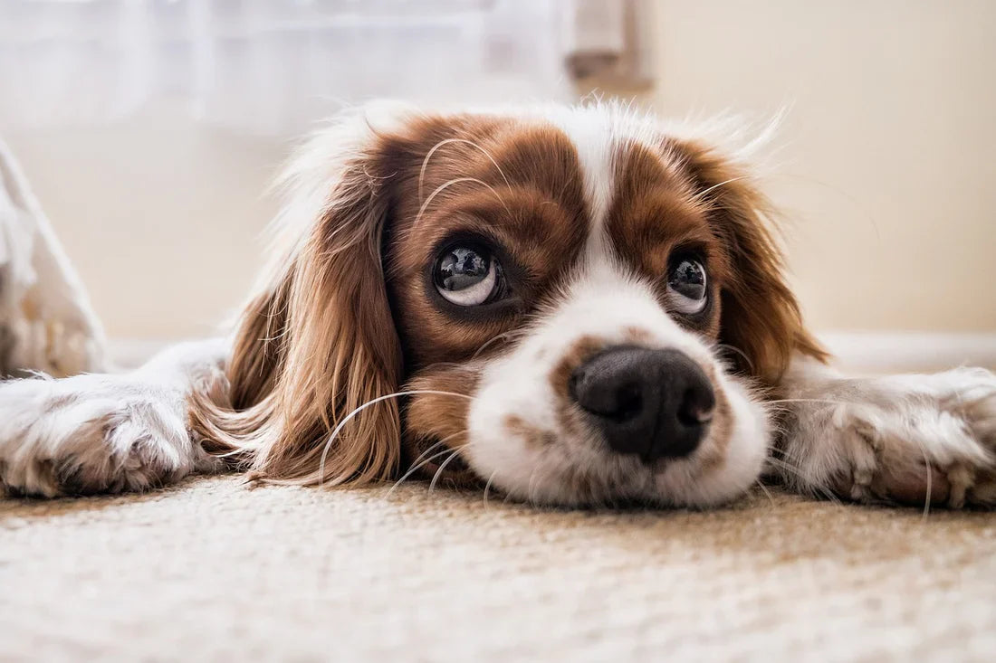 Understanding Your Pup’s Sudden Bursts of Energy
