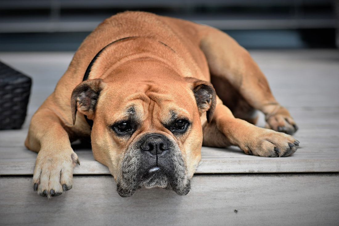 Investigating Dogs' Reactions to Music