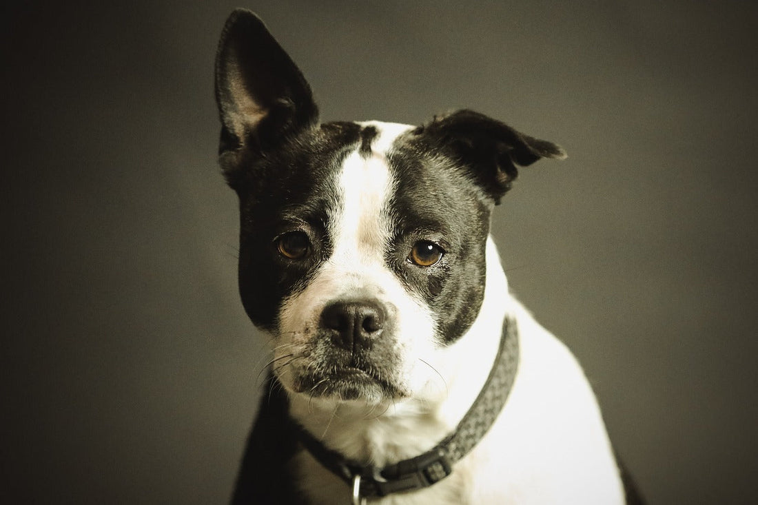 Dog First Aid Guide: What Every Dog Owner Should Know