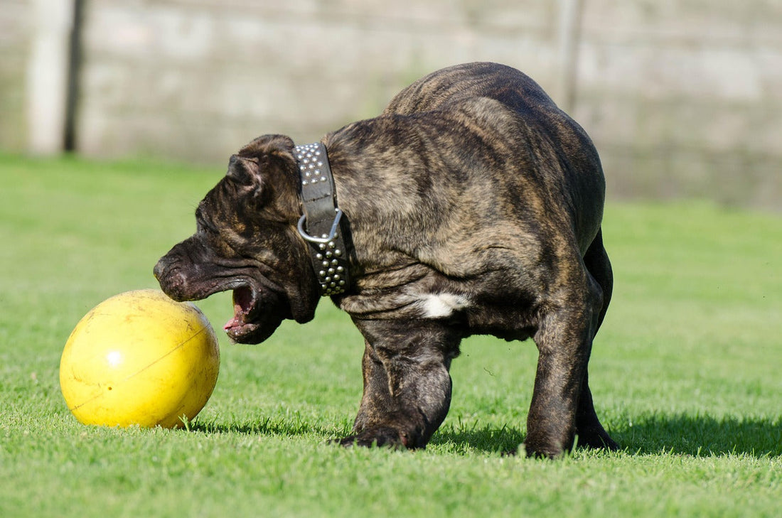 Indoor Games You Can Play with Your Dog