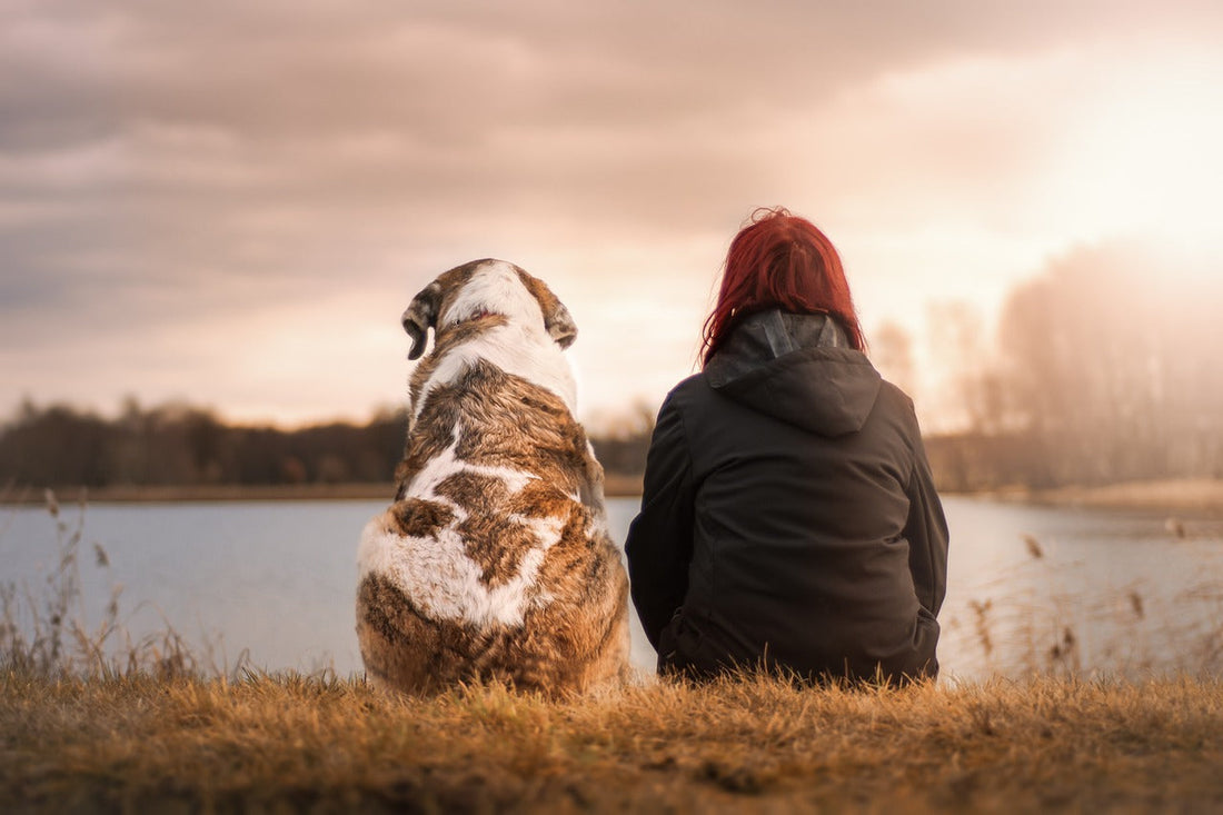 Understanding Your Dog's Nutritional Needs: Feeding Guidelines for Every Stage of Life