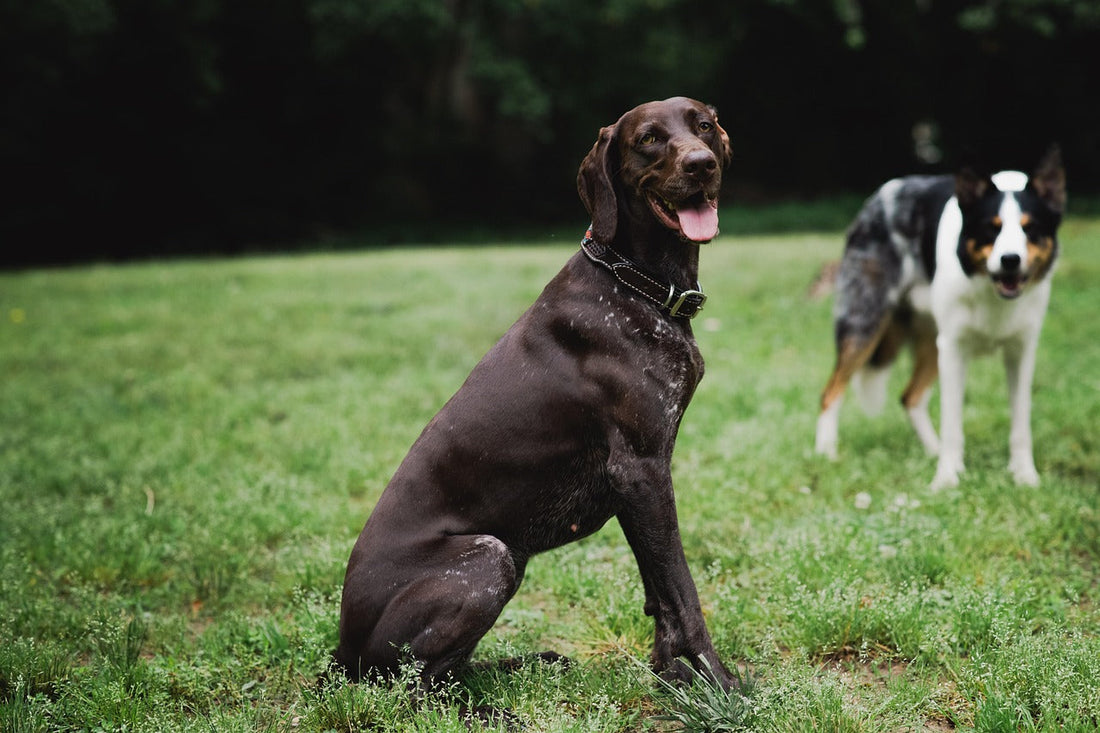 How to Teach a Dog to Sit in Just 5 Steps