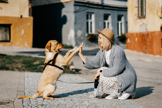 What Type of Dog Owner Are You? Take the Quiz to Find Out!