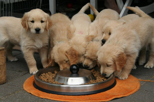 The Importance of Fibre in Your Dog’s Diet