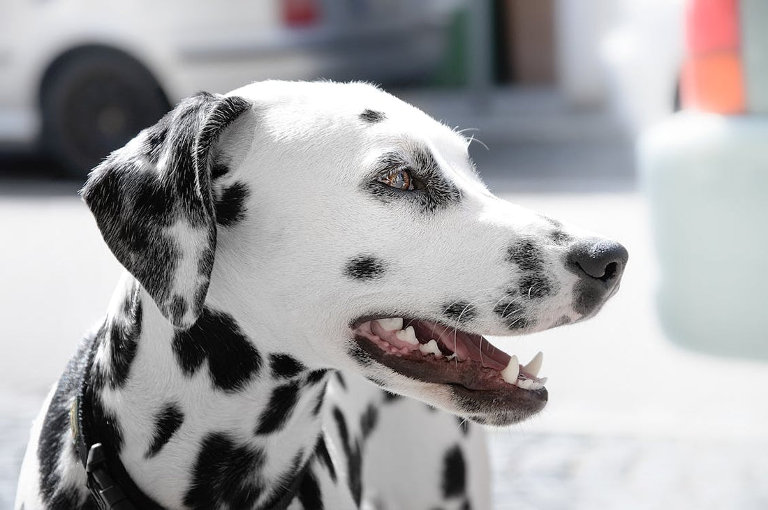 Keeping Your Dog's Teeth Healthy