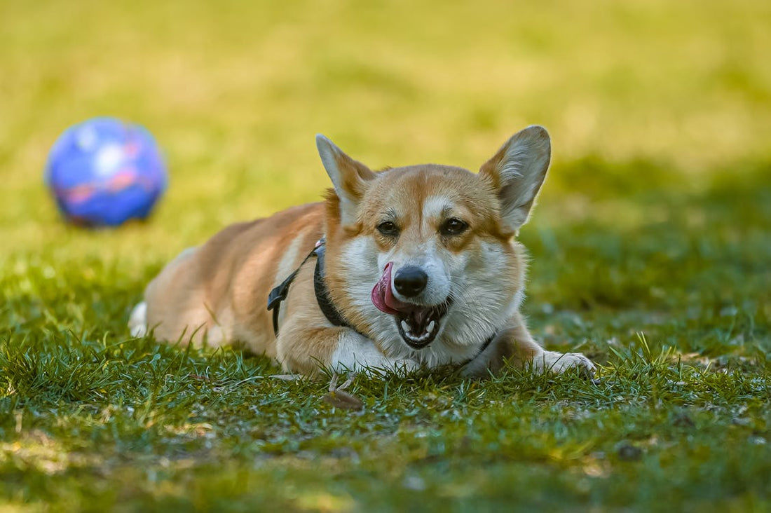 Why does my dog lick me?