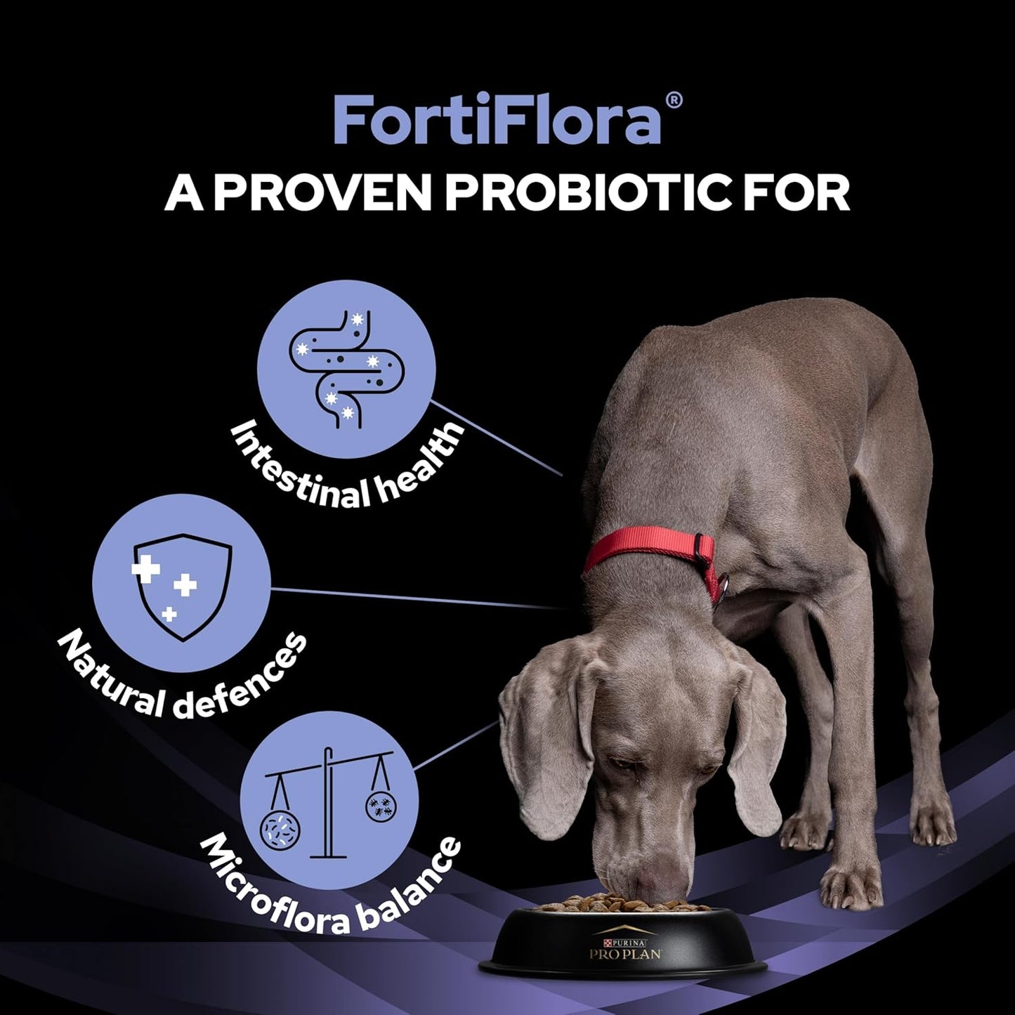 PRO PLAN FortiFlora Probiotic Dog Supplement – Digestive & Gut Health Support (30 x 1g Sachets)