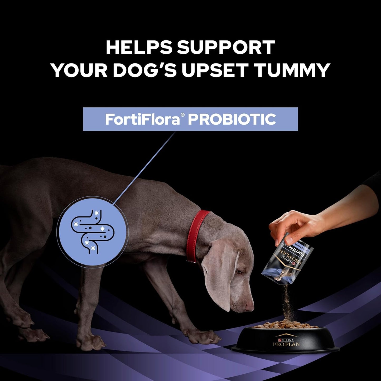 PRO PLAN FortiFlora Probiotic Dog Supplement – Digestive & Gut Health Support (30 x 1g Sachets)
