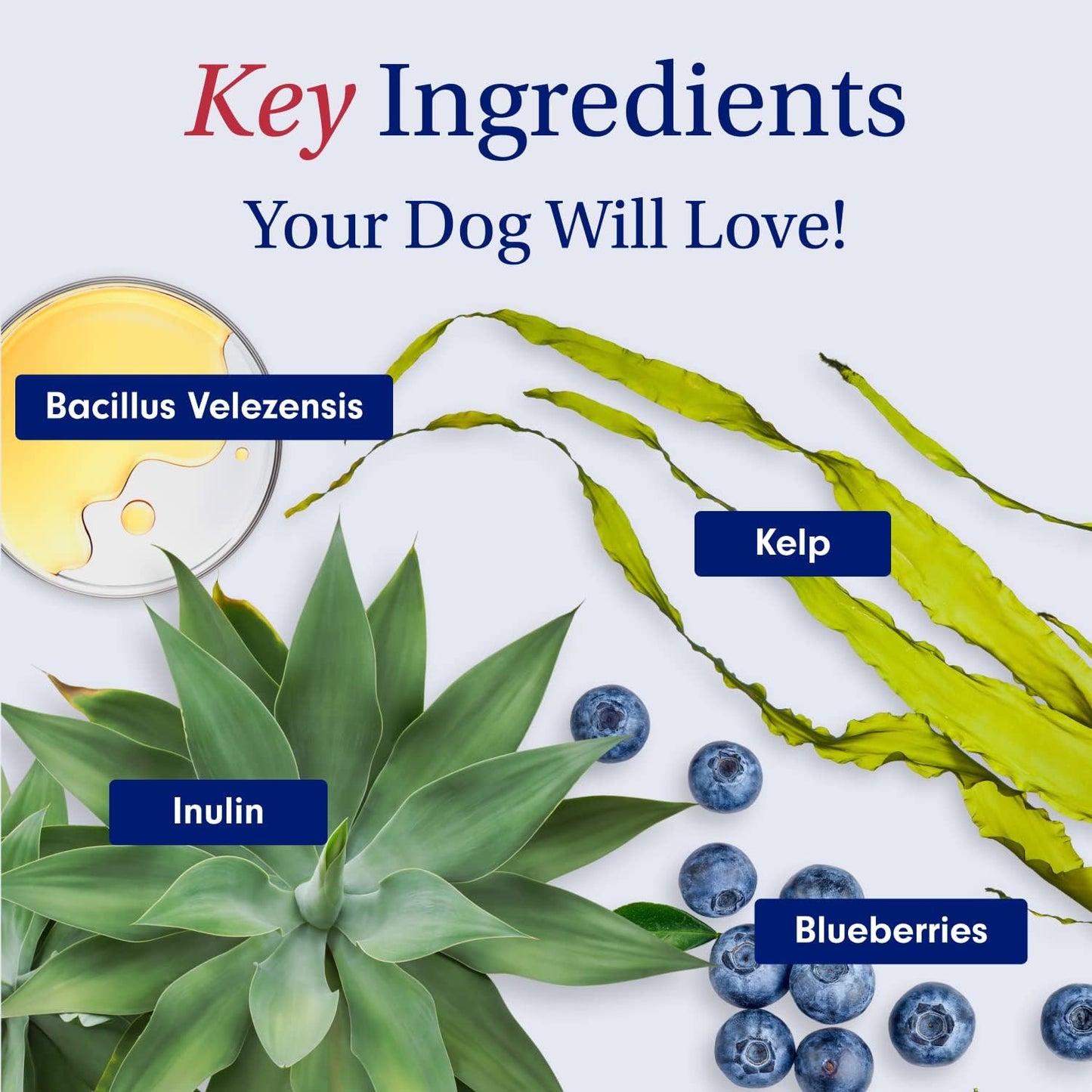 PetLab Co. Probiotics for Dogs – Gut Health, Digestion & Allergy Support (Salmon, 30 Soft Chews)