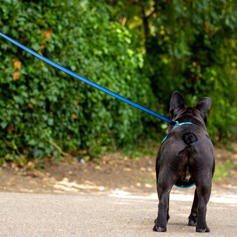 Adjustable Retractable Dog Leash: Extendable Tape Cord in 3M, 5M, and 8M Lengths, Ideal for Dogs up to 50Kg - Allpetsolution