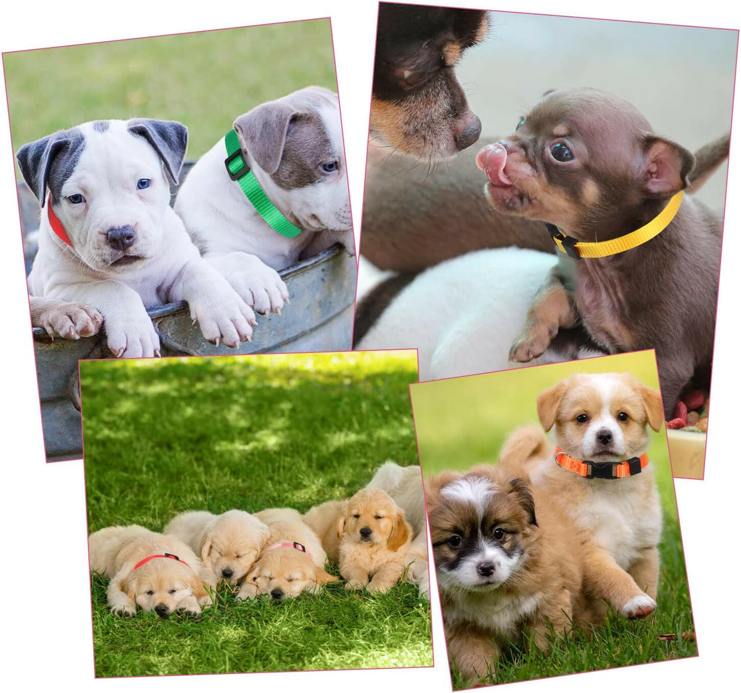 Yorgewd 10-Pack Adjustable Puppy ID Collars with Secure Push Lock Design for Easy Litter Identification