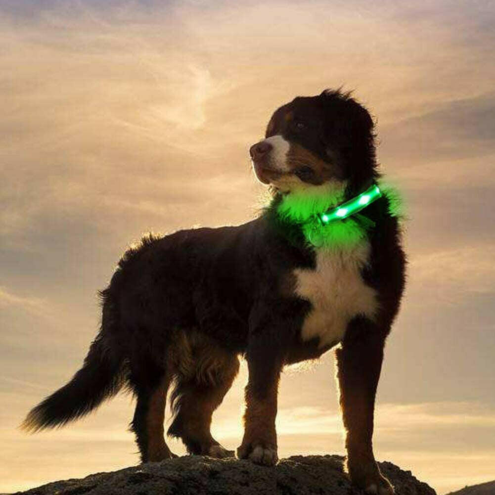 Enhanced Visibility USB Rechargeable LED Dog Collar with Flashing Luminous Nylon for Safety
